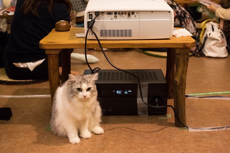 【ねこ、ねこ、ねこ】吉祥寺がねこまみれ！　ねこ祭りは今月末まで