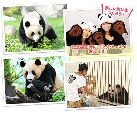 ジャルパック「パンダに大接近！南紀わくわく体験！」おやつあげもできる