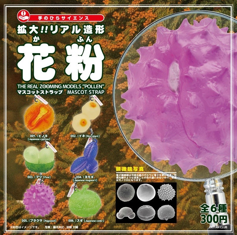 日本人を悩ませる「花粉」がストラップに　顕微鏡拡大で「憎さ2000倍」のキモさ
