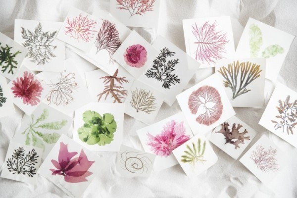 浜辺に打ち上げられた海藻を素材にして作った「海藻おしば」を眺め、触れ…