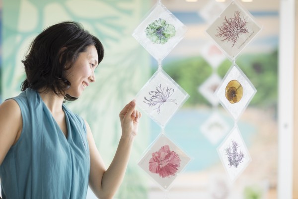 アクリル封入した海藻おしばの写真を吊り下げた「海藻のお花見アートギャラリー」