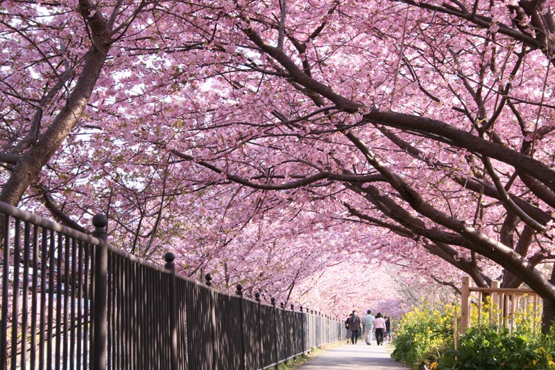 「河津桜とお花見弁当プラン」ひと足はやいお花見楽しむ1泊3食付き