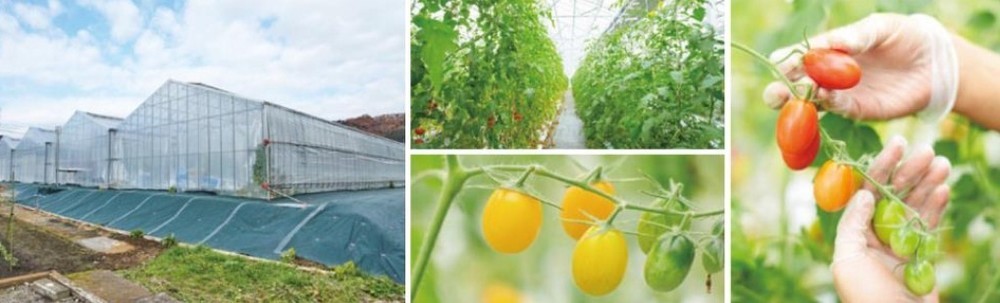 小田急＆神奈中が高糖度ミニトマトを生産・販売