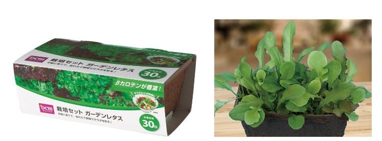 手軽に室内家庭菜園をスタート「DCMブランド 栽培セット」新発売