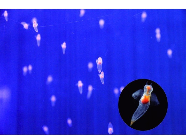 「流氷の天使」クリオネ1000匹を展示　「横浜・八景島シーパラダイス」で