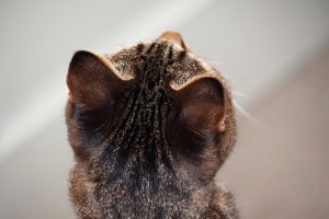 「肉球」「にゃんたま」...ネコのパーツ写真が大集結　「ねこのまるまる展」