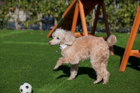 「プライベートドッグパーク」で遊ぶわんちゃん