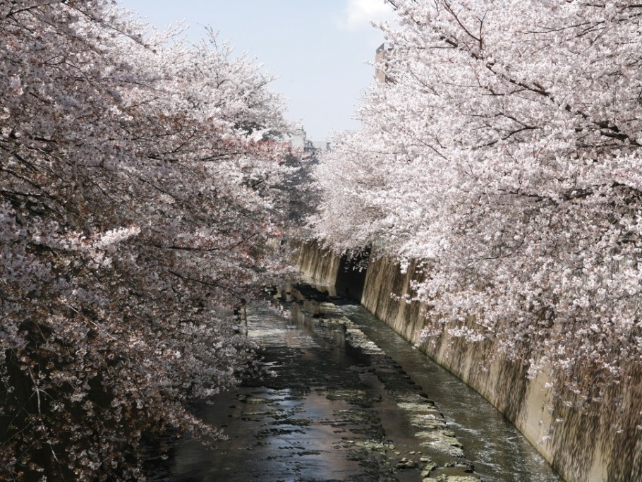 ホテルから徒歩2分の神田川沿いの桜並木