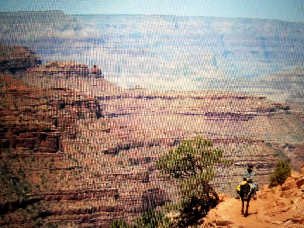 グランドキャニオンを行くロバ