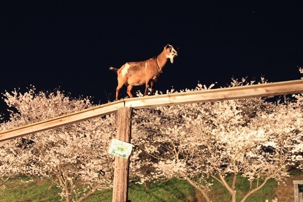 成田ゆめ牧場　夜桜をバックに動物と触れ合える「夜桜ライトアップ」