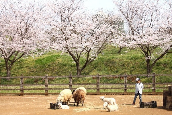 昼間の桜と動物たち