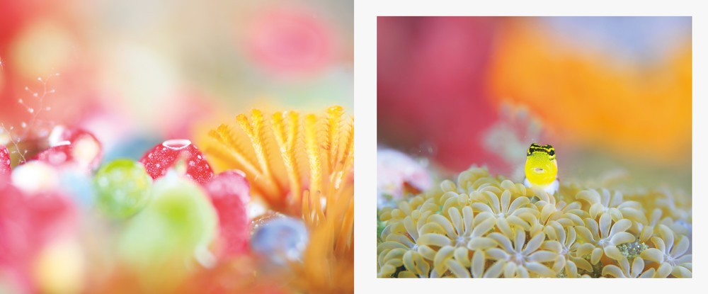 魚のキュートな表情を楽しめる