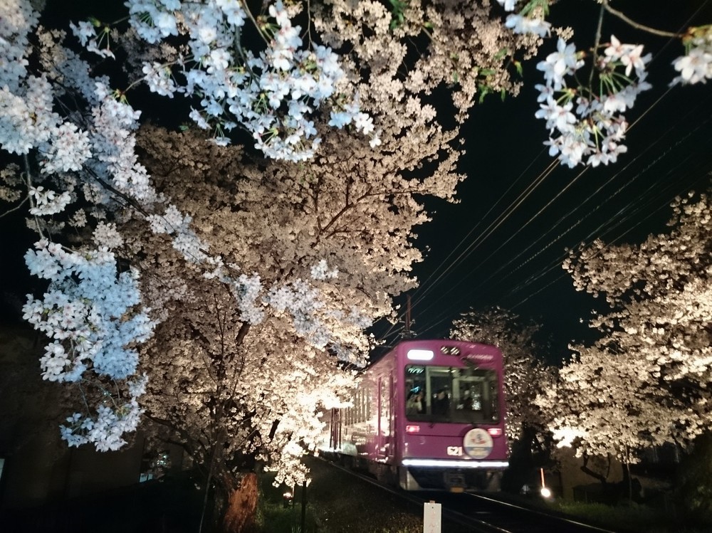 桜のトンネルライトアップと「夜桜電車」
