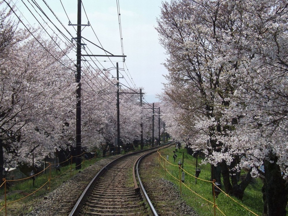 車内からお花見ができる