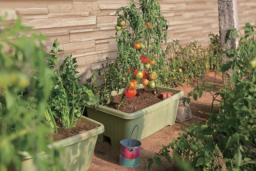 室内やベランダが菜園になるプランター栽培　DCMブランドで野菜づくりを始めよう
