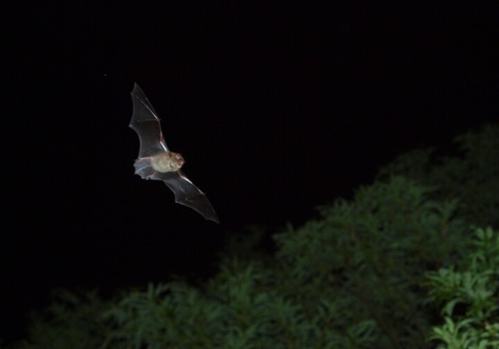 ピッキオ、野生のコウモリに迫る「コウモリ ミステリーツアー」　2年ぶりに開催