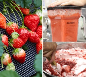 朝摘み自社栽培完熟いちごをギュッと凝縮した極上ジェラート！
