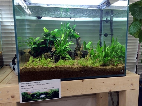 障がい者が手掛けたアクアリウム水槽　メンテ代込みでオフィスで好評！