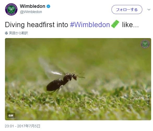 【動画】錦織を苦しめる「結婚飛行」　ウィンブルドン「羽アリ」大量発生のわけ
