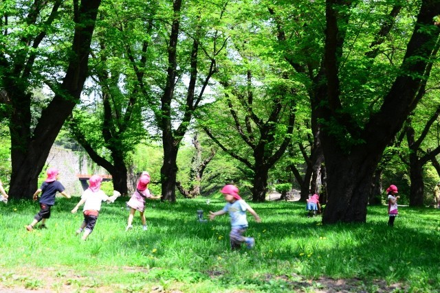 夢中になってセミ探したよね。（画像は、イメージ）