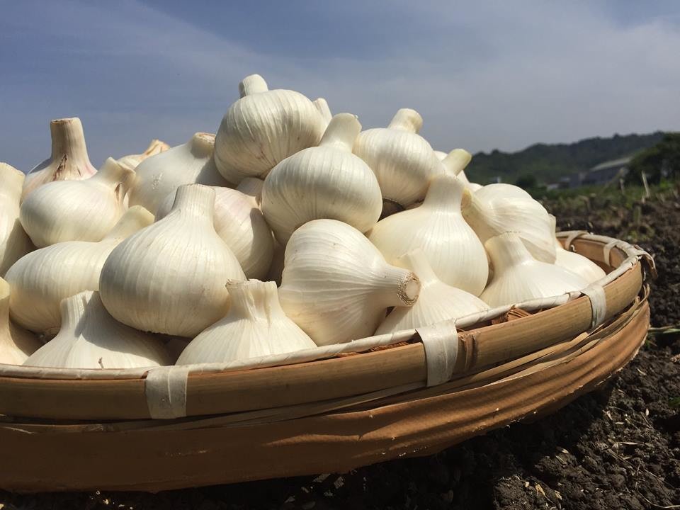 国産にんにく