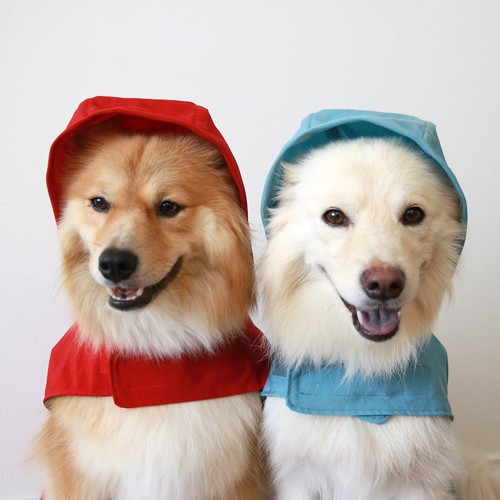 雨の日も犬用レインコートで安心