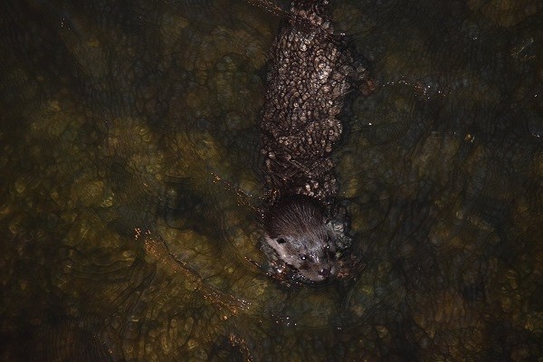 韓国のユーラシアカワウソ。絶滅したニホンカワウソは日本の固有種であるという説と、ユーラシアカワウソの亜種であるという説がある。（撮影熊谷さとし）