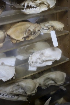 カワウソコレクションの一つ。中段右の白いものが、ユーラシアカワウソの頭蓋骨。