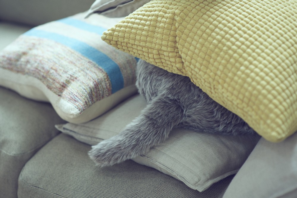 そんなところに隠れちゃダメ