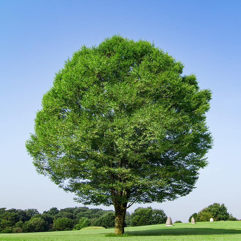 大樹の幹と枝葉――国法体系・憲法秩序