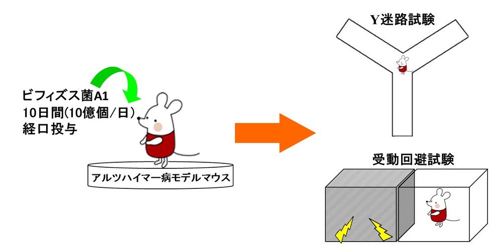 アルツハイマー病モデルマウスを用いた試験
