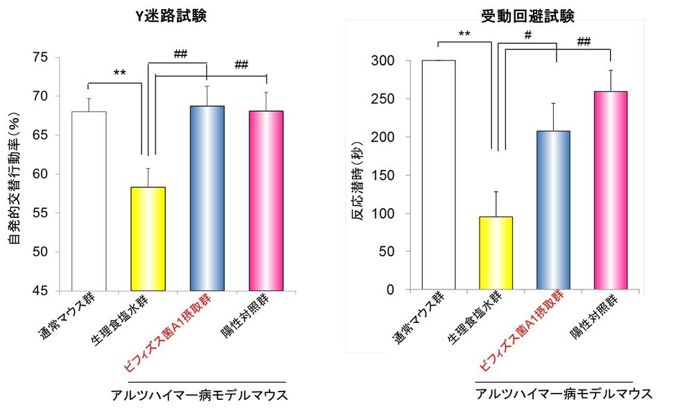 「ビフィズス菌A1」摂取による空間認識力及び学習・記憶能力の改善作用
