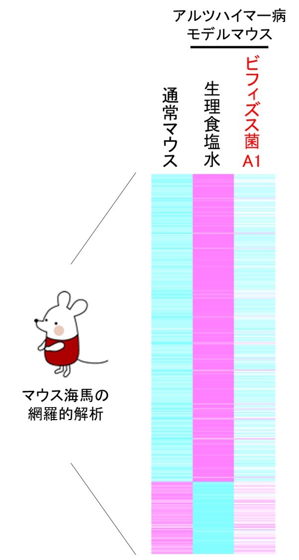 「ビフィズス菌A1」摂取によるマウス海馬の網羅的遺伝子解析
