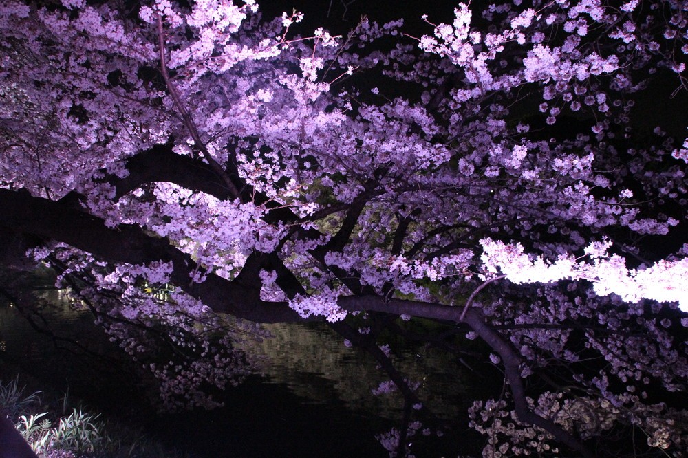 夜桜ライトアップは18時～22時まで