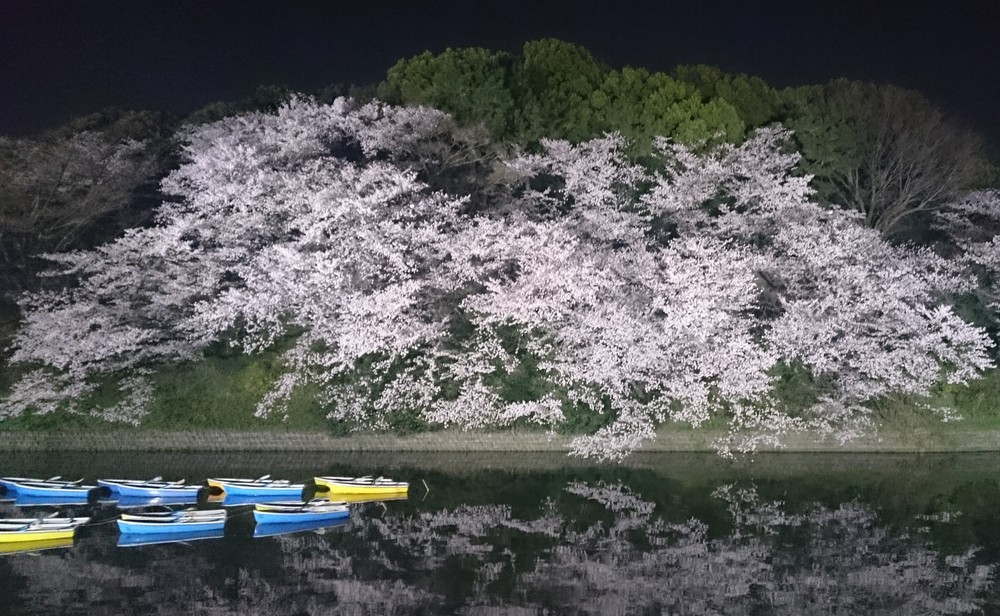 水面に映る桜