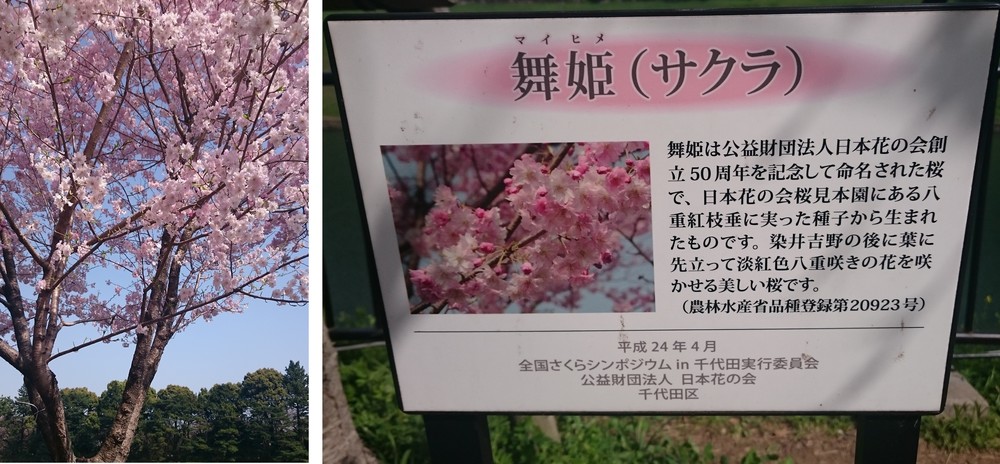 千鳥ヶ淵公園にある桜「舞姫」。色合いや花びらの形が可愛らしく、多くの女性が写真に収めていた