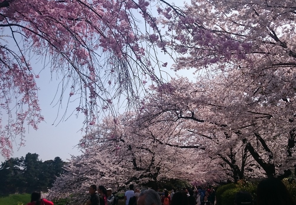 昼時は外国人や高齢者の姿が多く見られた
 