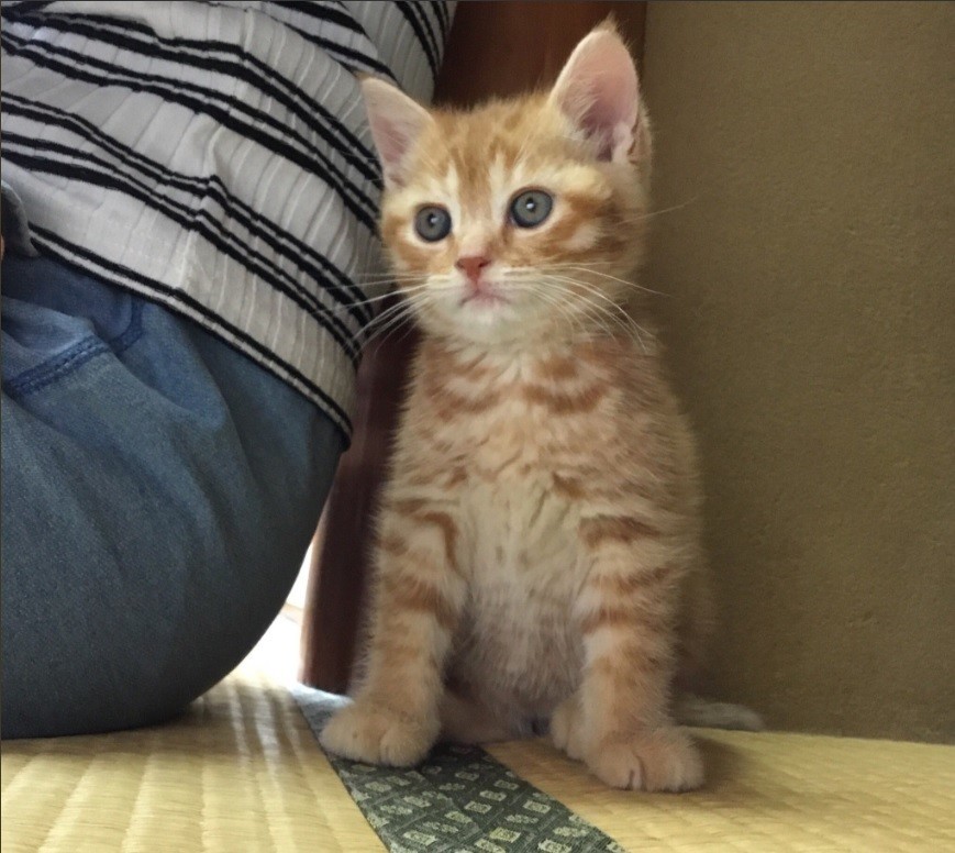 子猫のつくしちゃん（画像はまいきゃっと湯河原店提供）
