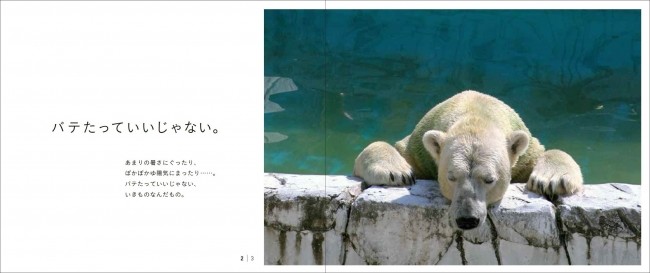 ぐったりモードのホッキョクグマ