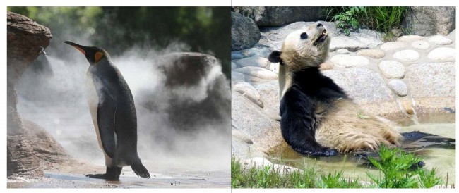 プールにつかるジャイアントパンダとどこかを見つめるペンギン