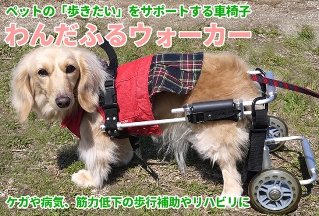 老犬や歩行困難になった犬をサポート　サイズ調整可能な犬用車いす