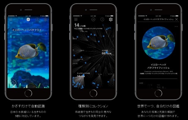 カメラをかざすと熱帯魚の名前がわかった　まるで生物図鑑のスマホアプリ