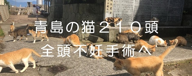 人口9人、猫210匹の愛媛・青島　すべての猫に不妊手術実施へ