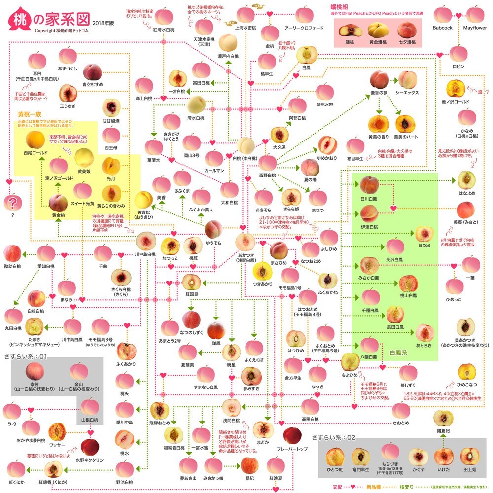 143品種の関係を図式化「桃の家系図 2018」　作成者が知ってほしかったコト