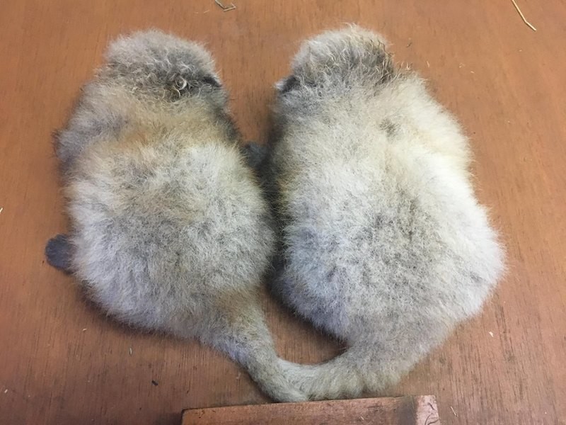 すくすく成長レッサーパンダの赤ちゃん　那須どうぶつ王国で10月公開へ