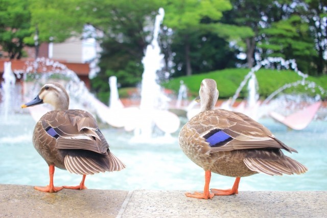 カルガモのおしり