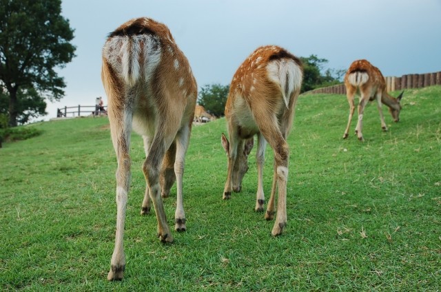 鹿のおしり