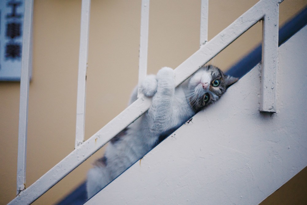 ズッコケネコたちについ笑っちゃう　東京・池袋で「残念すぎるネコ」写真展