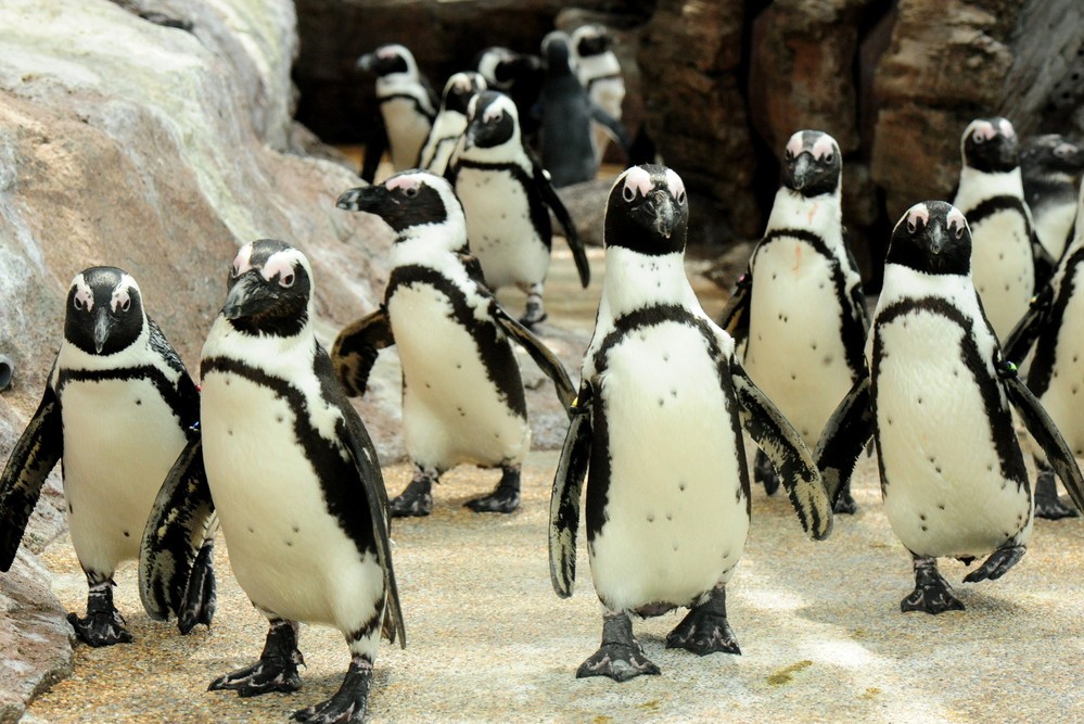 親子の情より恋心　京都水族館ペンギン59匹のドロドロな世界