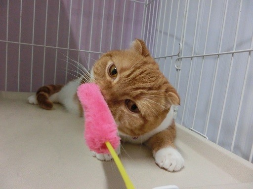 羽田空港ペットホテルの「愛」が伝わる　飼い主を安心させるサービスの中身